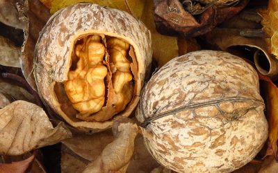 Creamy Pumpkin and Walnuts