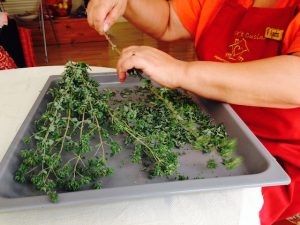 Oregano 6