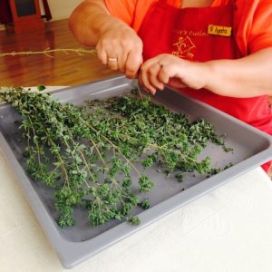 Oregano 8