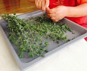 Oregano 9