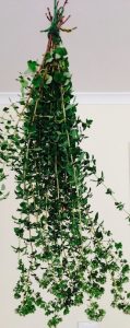 Oregano hanging up side down tied with string