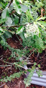Flowered Oregano in the vegetable garden