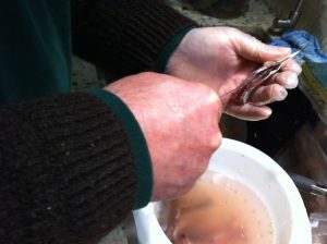 Sardines cleaning