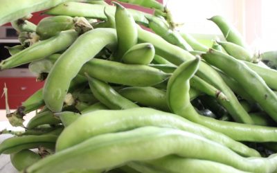 Broad Beans – Fava